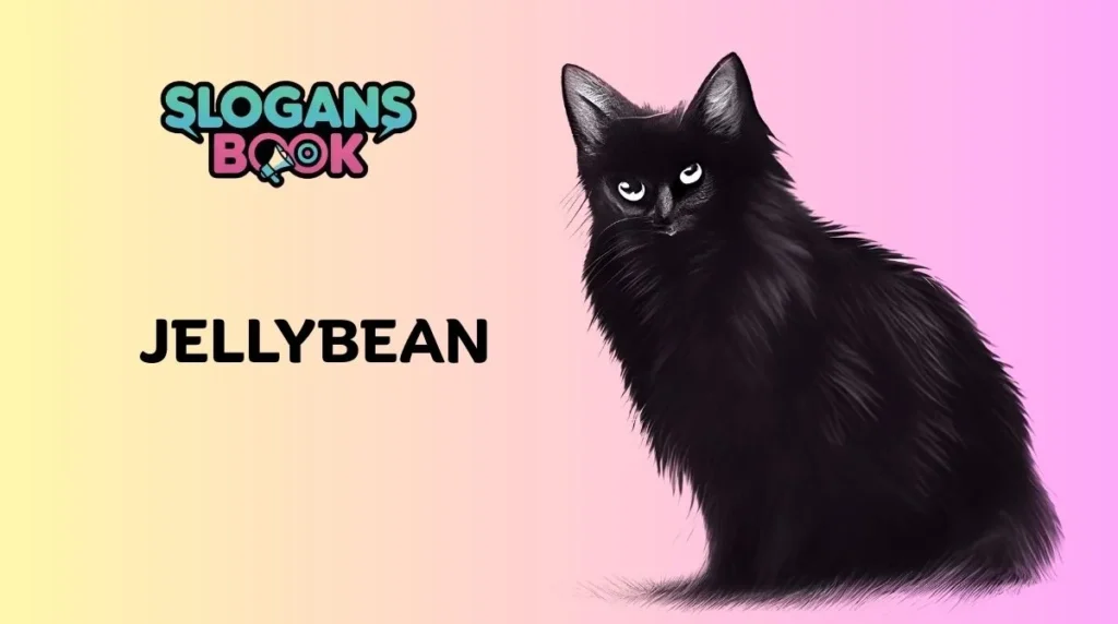 Cute & Playful Black Cat Names