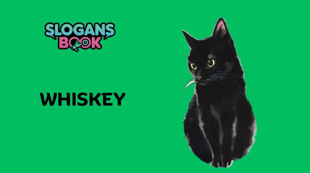 Food & Drink Inspired Black Cat Names