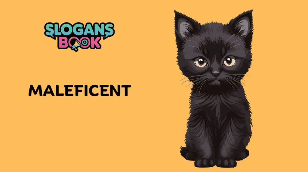 Pop Culture Inspired Black Cat Names