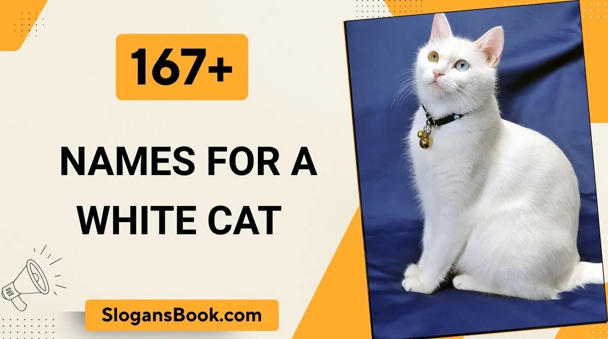 Names for a White Cat